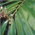 Rainforest Plants